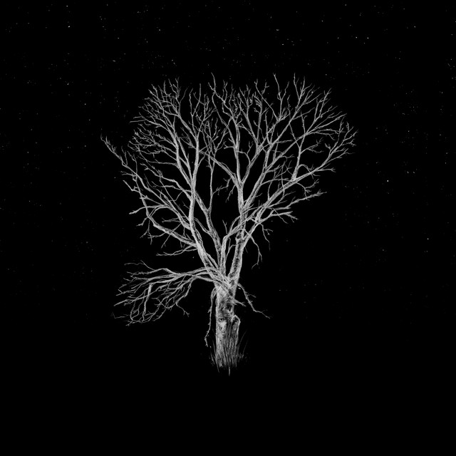 Album artwork for Fink - Bloom Innocent