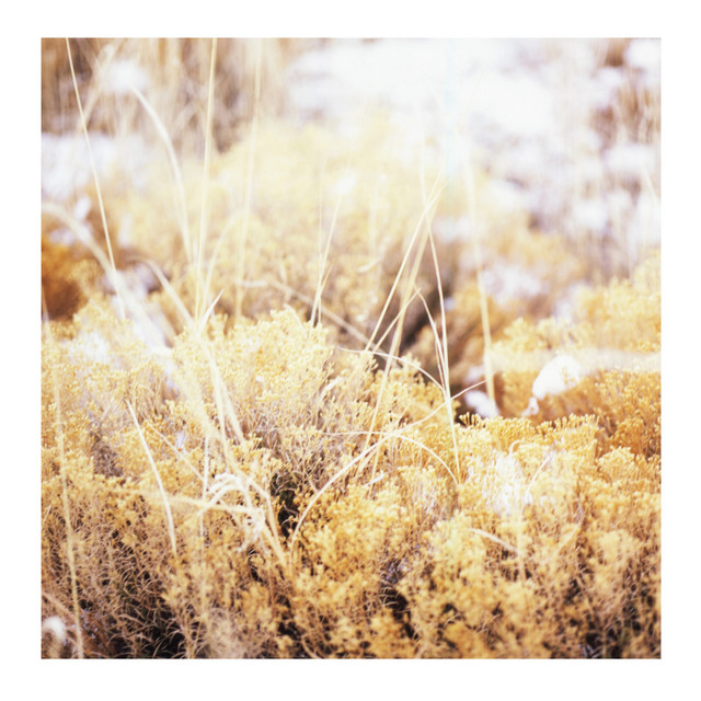 Album artwork for Mamiffer - The Brilliant Tabernacle